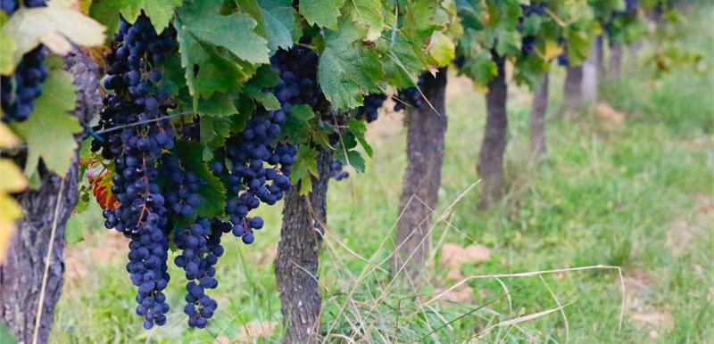 vignobles saint emilion