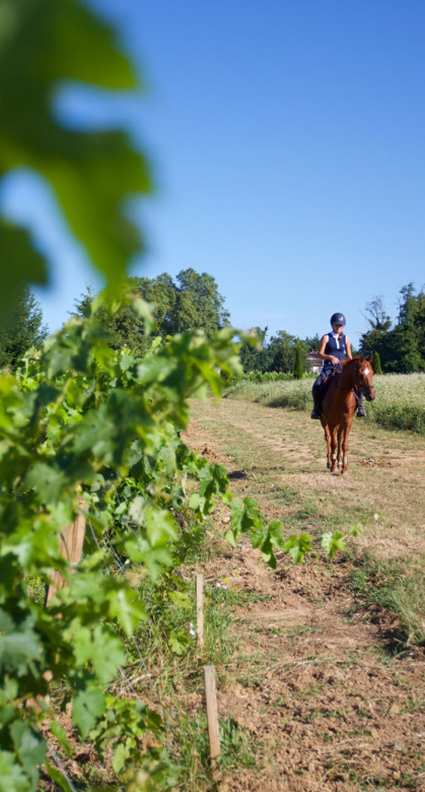 vignobles tourisme saint emilion